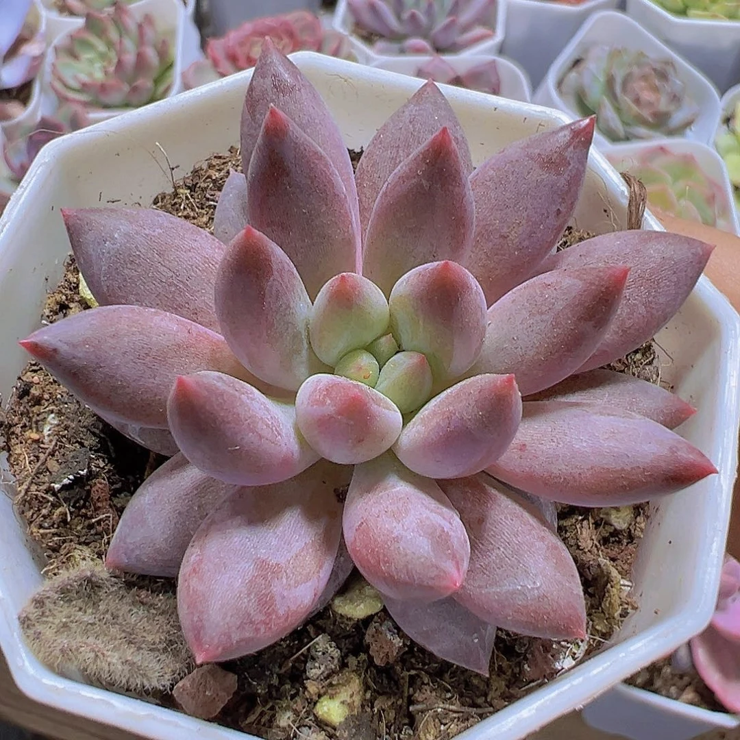 水晶球19包邮多肉植物
