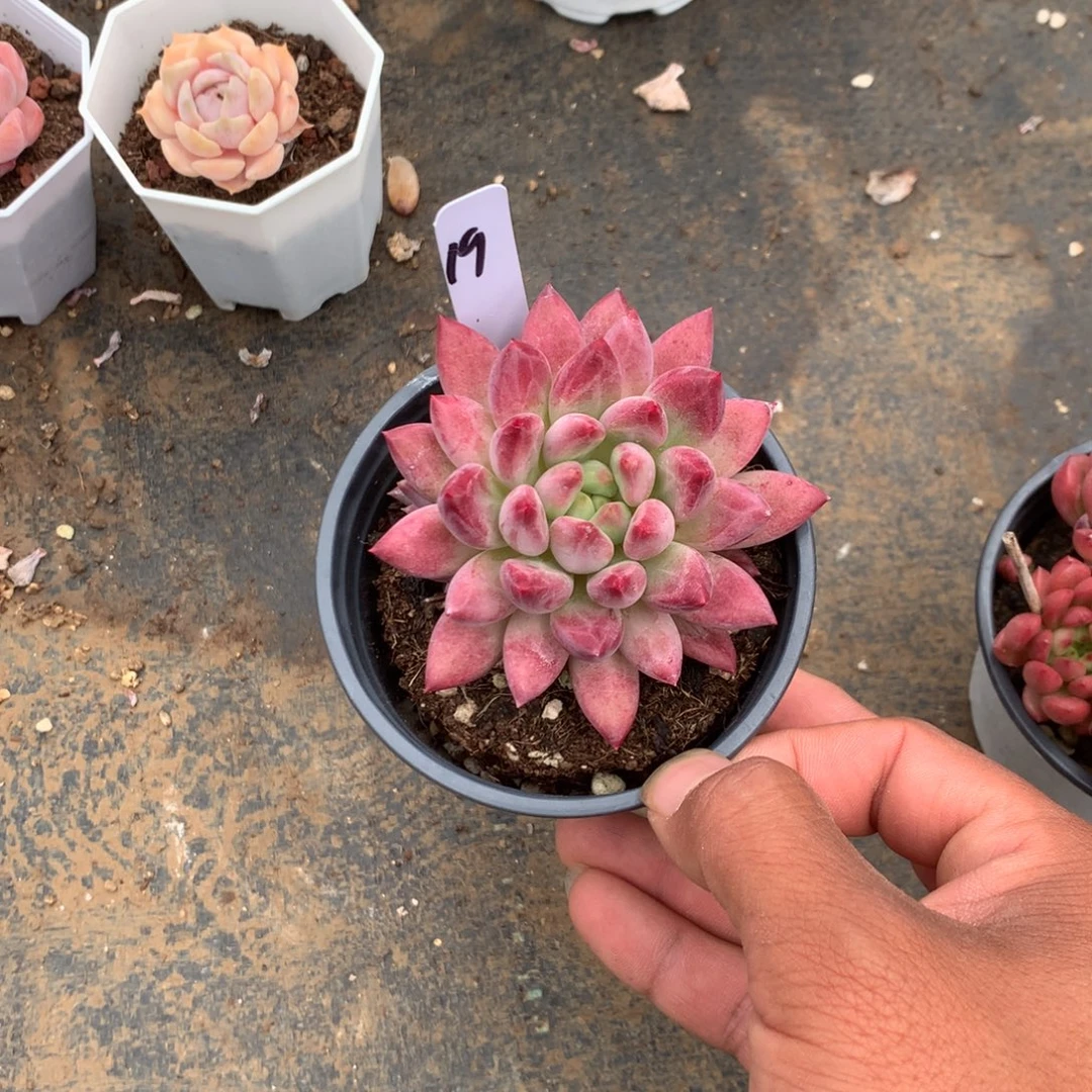 那就是说他也会给别人