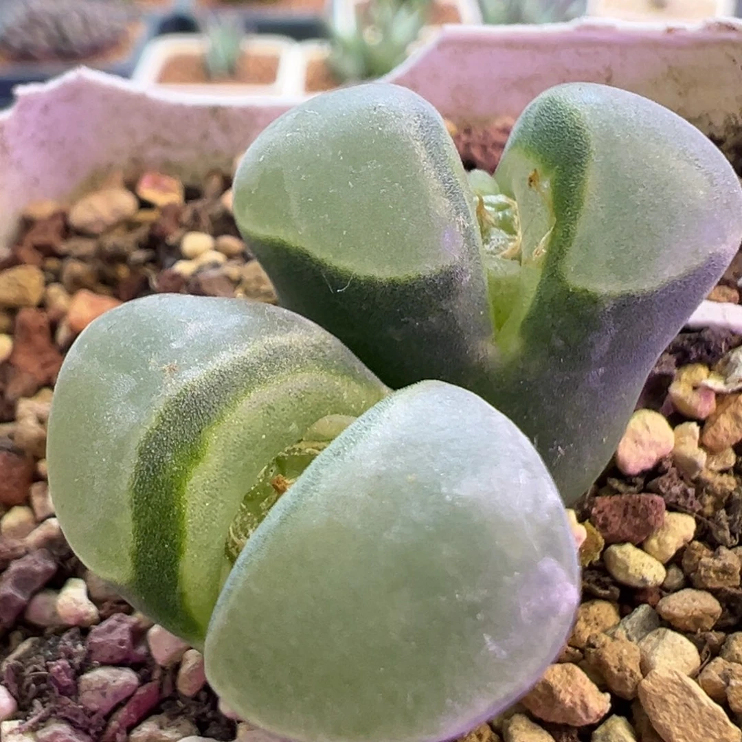 极窗2151风铃 肉锥植物