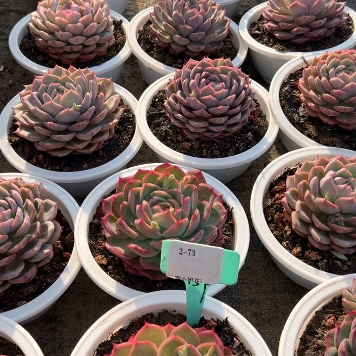 2.73粉樱桃一个脱土量