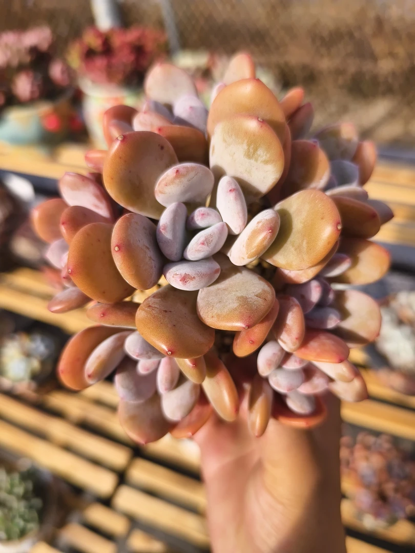 天东精品多肉植物小老桩一物一拍（不含盆）