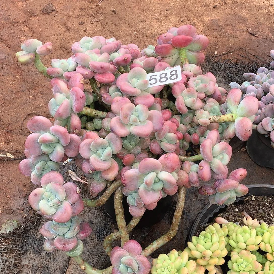 588洛神一物一拍多肉