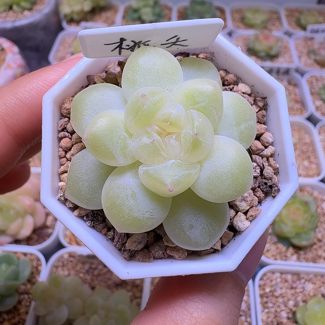 桃夭财富一物一拍