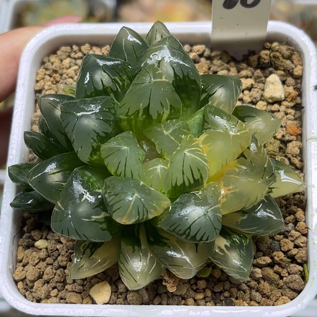 66老川灯芯玉露锦福利专场