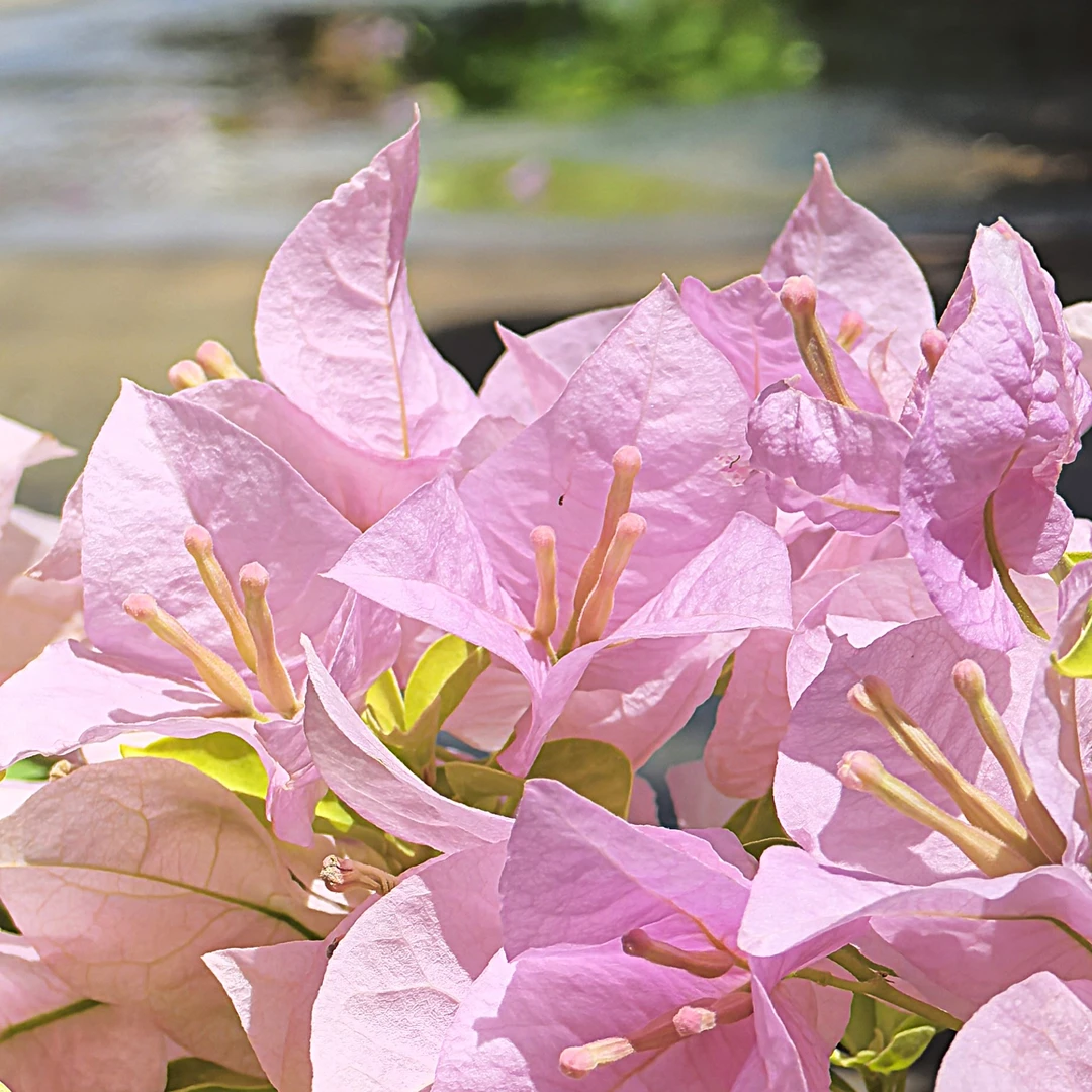 三角梅盆景造型苗 多年常绿木本植物  室内客厅阳台绿植盆栽