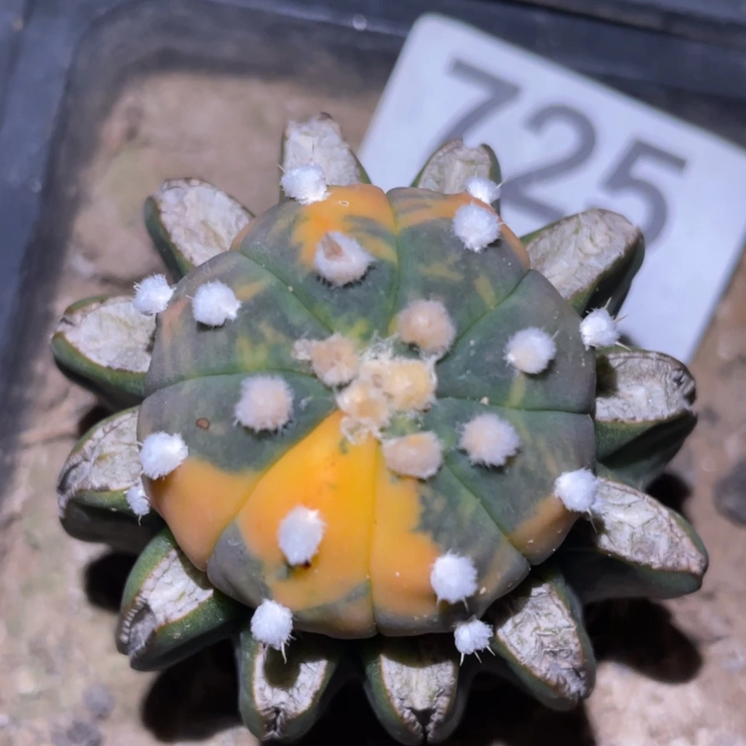 全部花朵仙人球开花725 仙人球