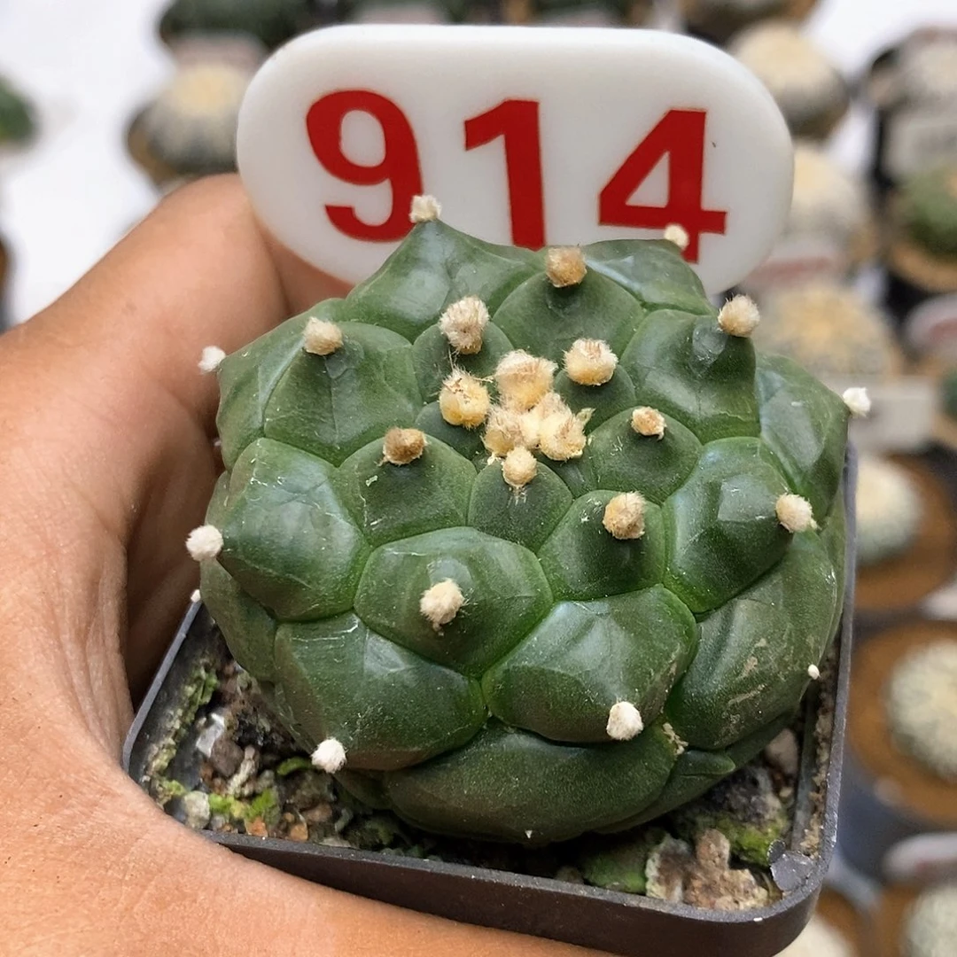 914福利特价咯啦特价