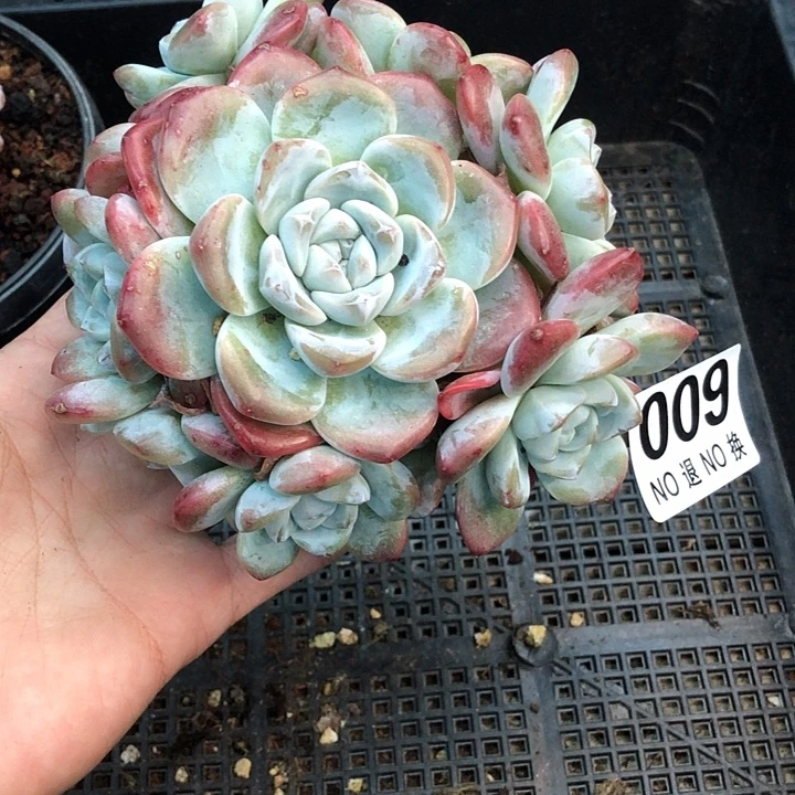 星影石榴籽福利出咯 009