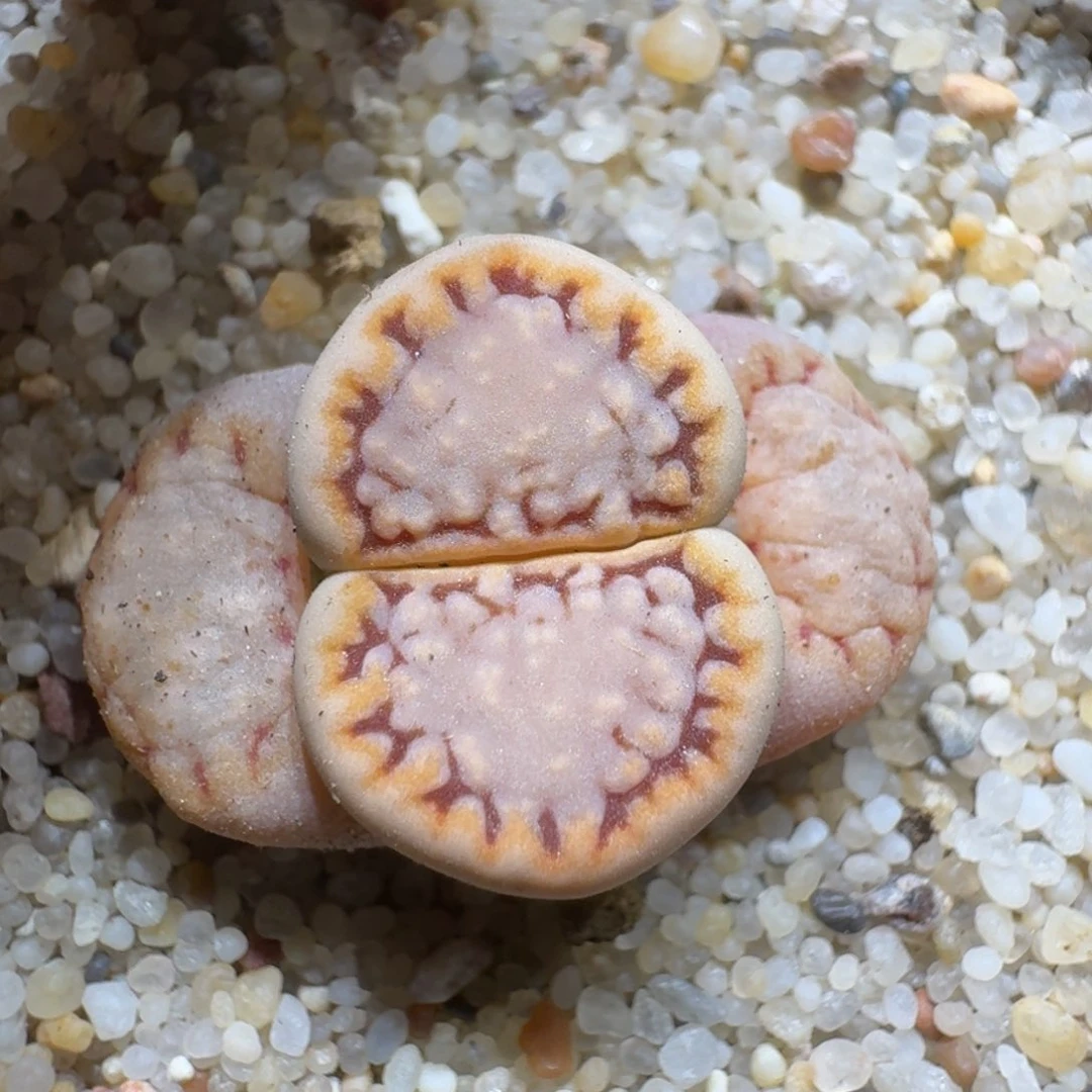 喜****菜0225-46饼干1621.6