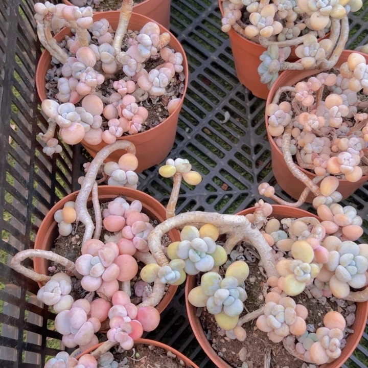 小群香水洛神多肉