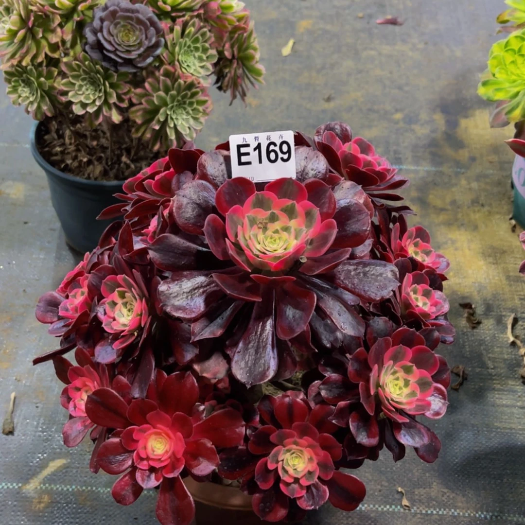 【闪购商品】16900