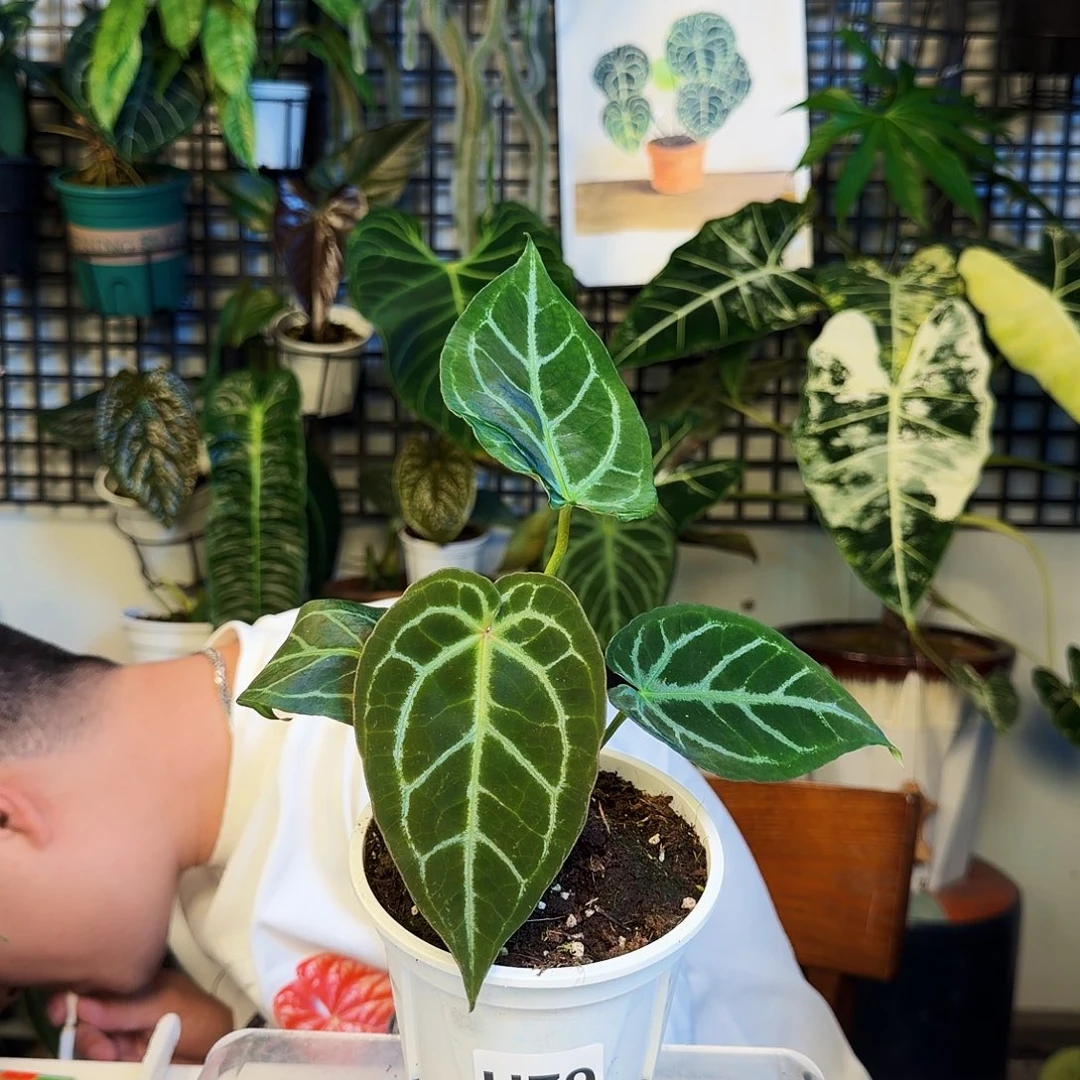 完全开放H79黑刷子杂撕裂纹