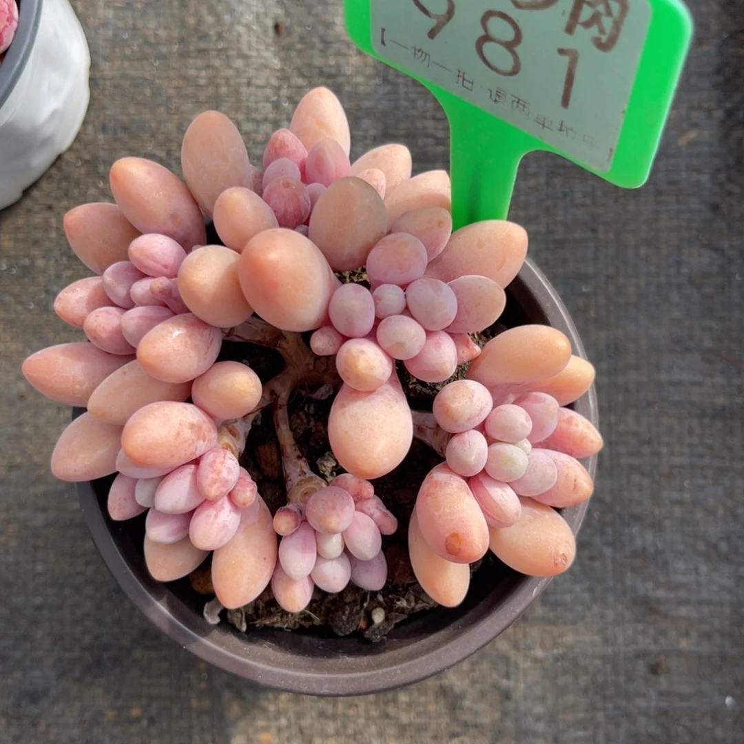 云尘多肉一物一拍981