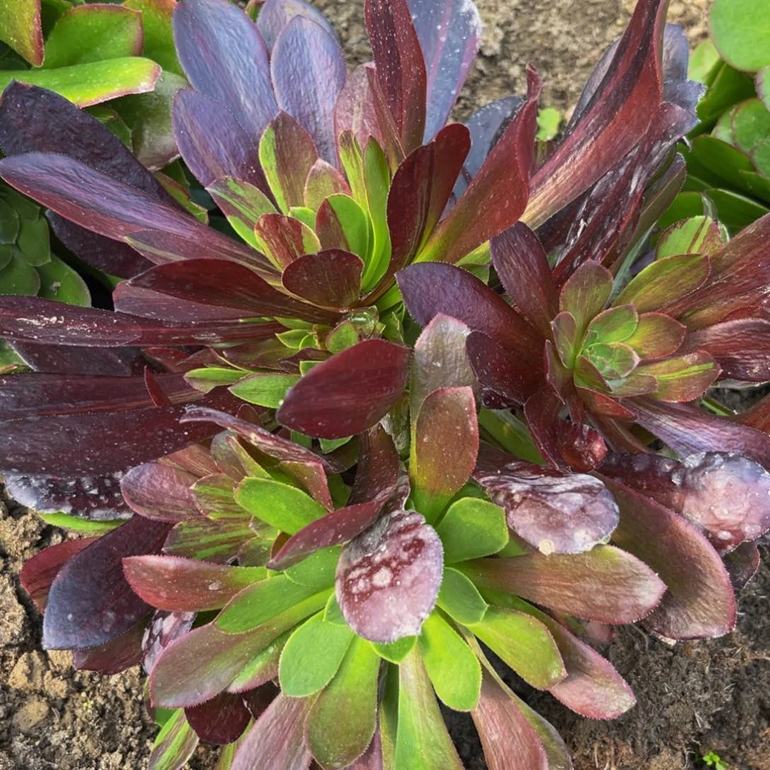 欧若拉多肉植物6多肉