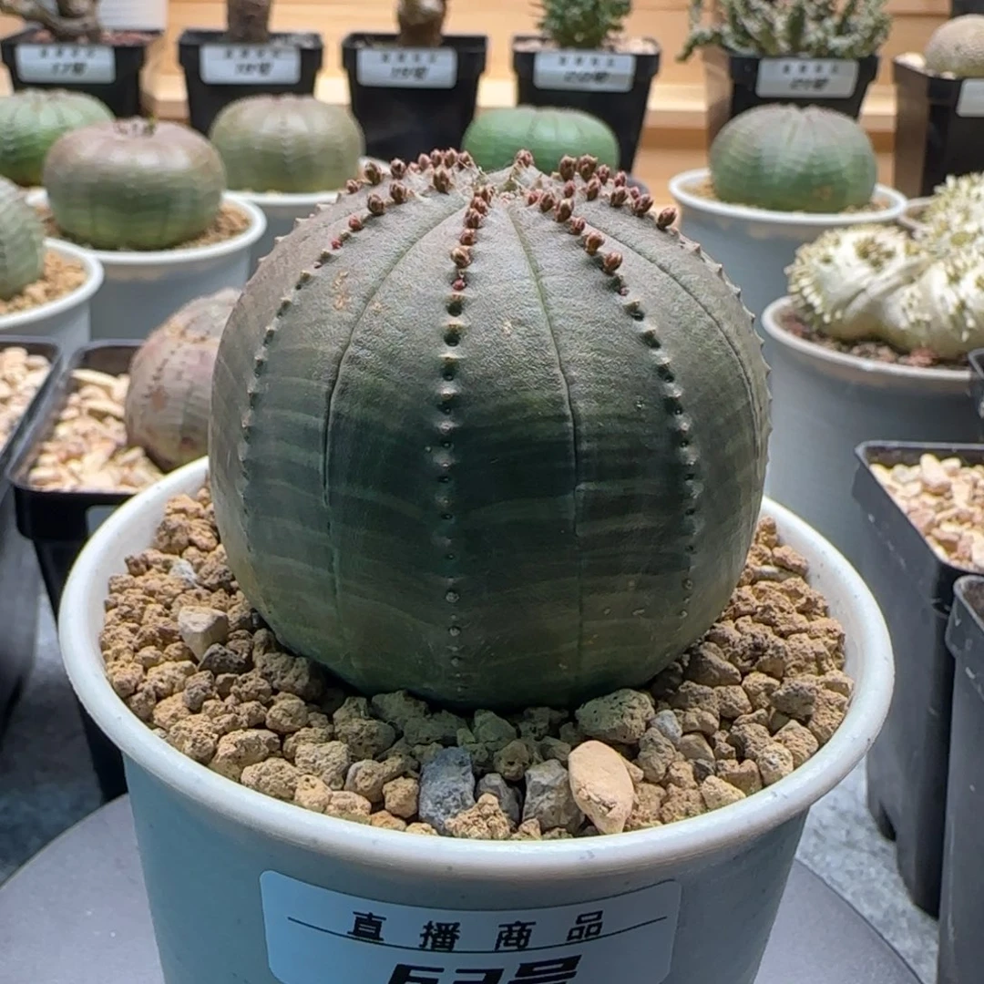 欧系布纹球，实生园艺，带盆发货，63号