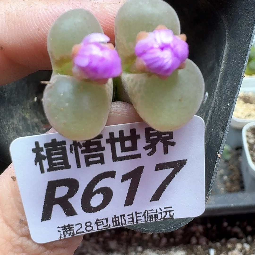 多肉植物的润泽额分