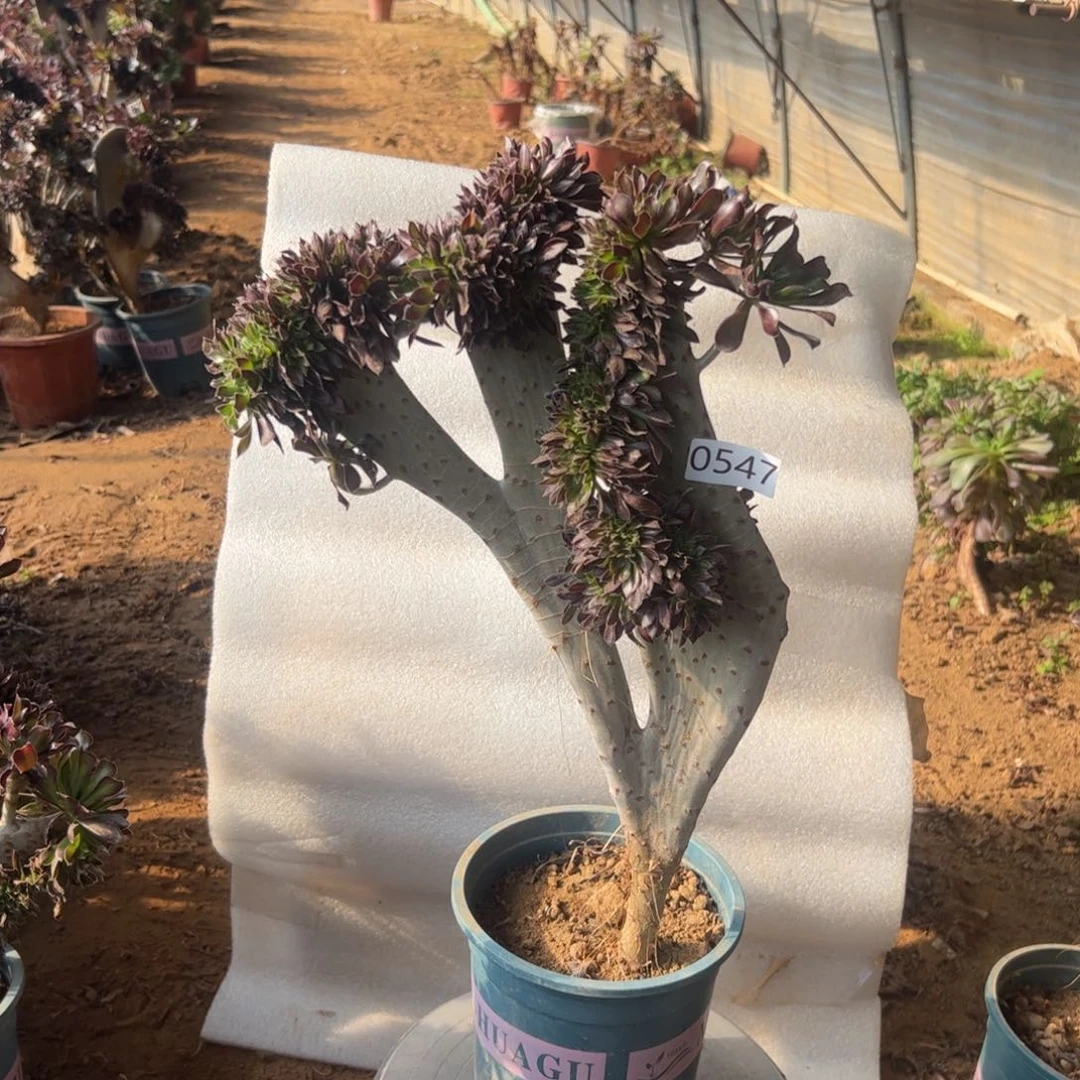 黑缀547高度43厘米