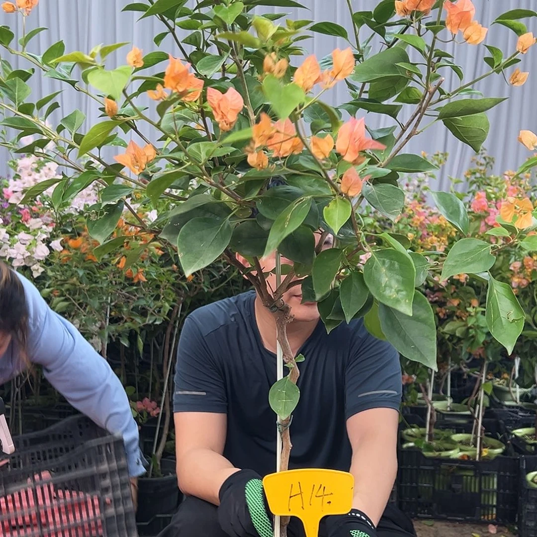 和***顺当前无花栽培后可以开花H14波妹