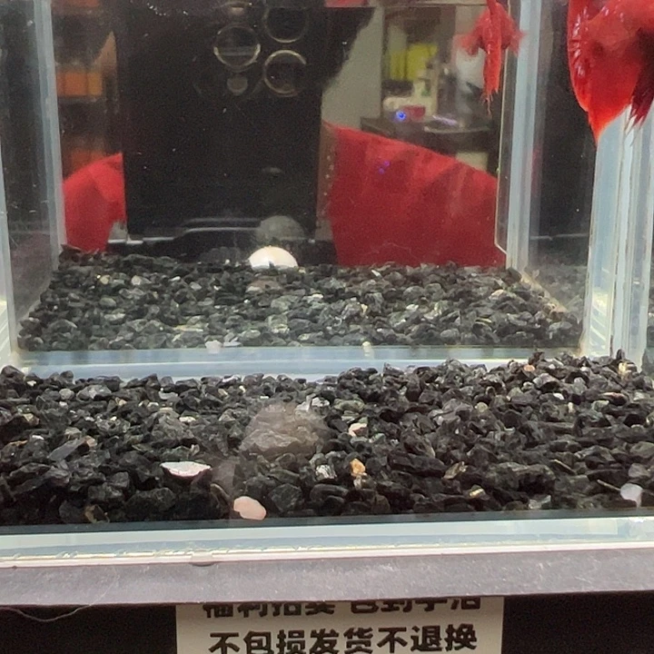 斗鱼竞拍跑单拉黑86