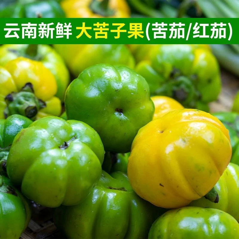 大苦子果云南德宏特产傣味特色杯苗可阳台种植野菜四季可种