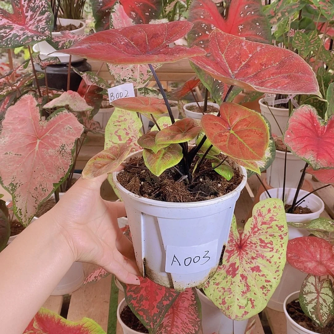 完全开放A003橙色联盟