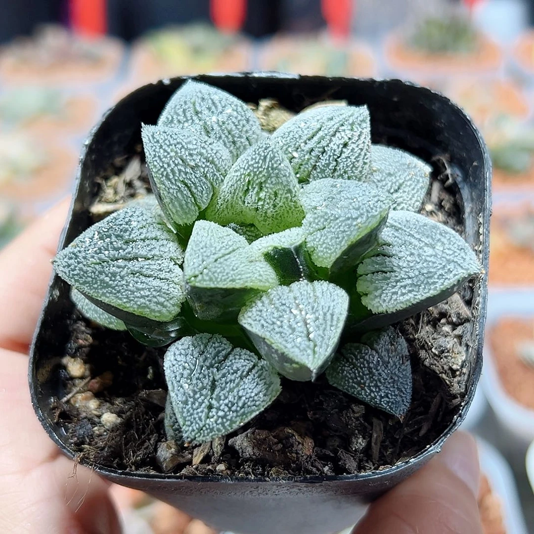 十二卷多肉雪之礼