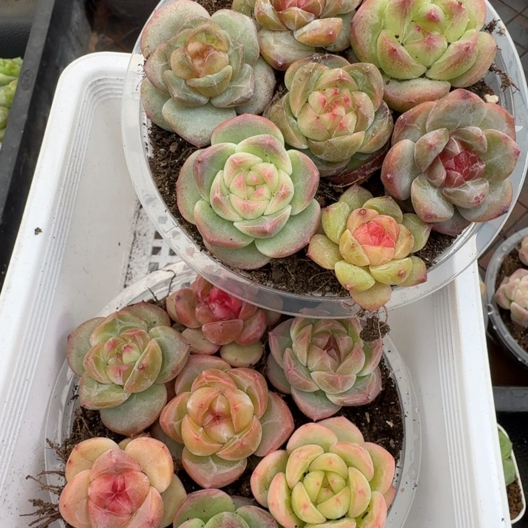 一物一拍一物一拍1030-42