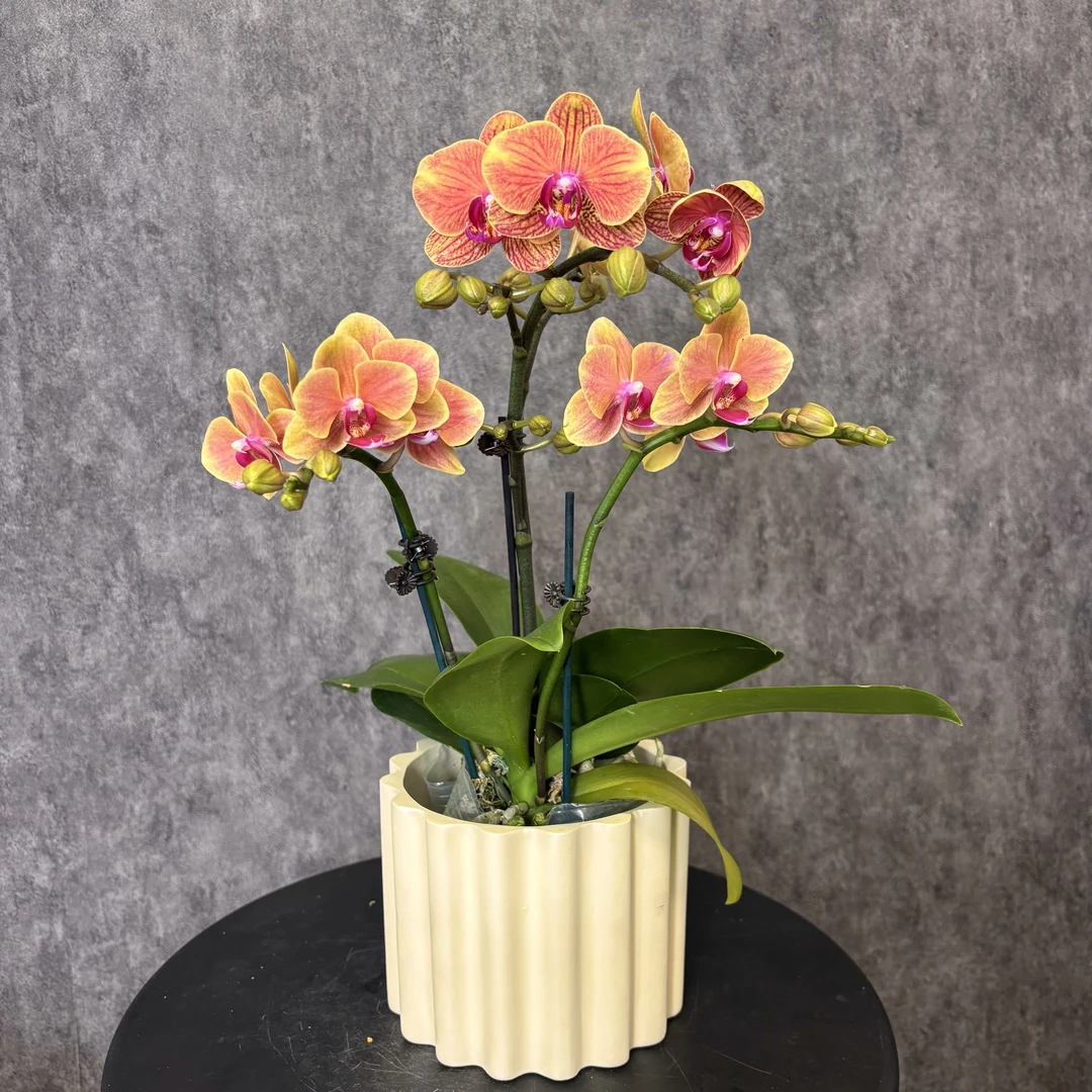 【橙色组合-蝴蝶兰】高端鲜花 定制款 易养花期长 送礼 家居摆件