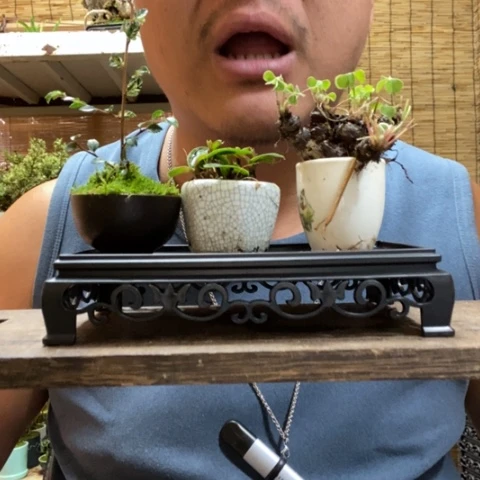 红陶一物一拍所见即所得43