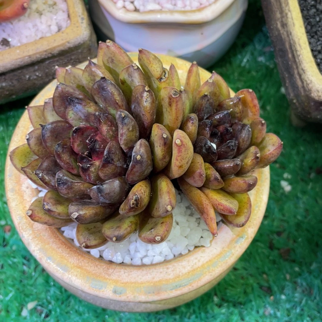 多肉植物盆栽多肉