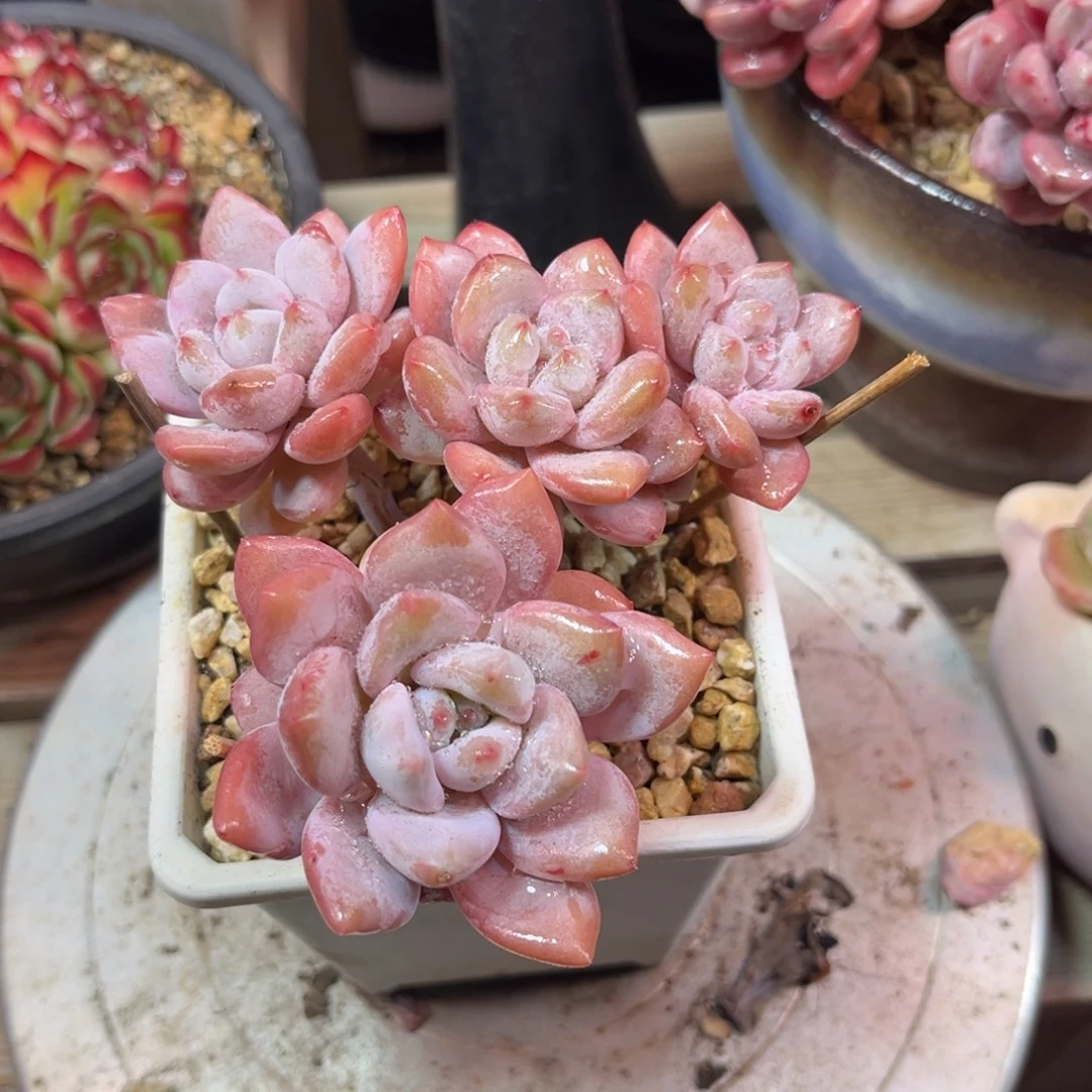 星星雪杂duociyeyeoni