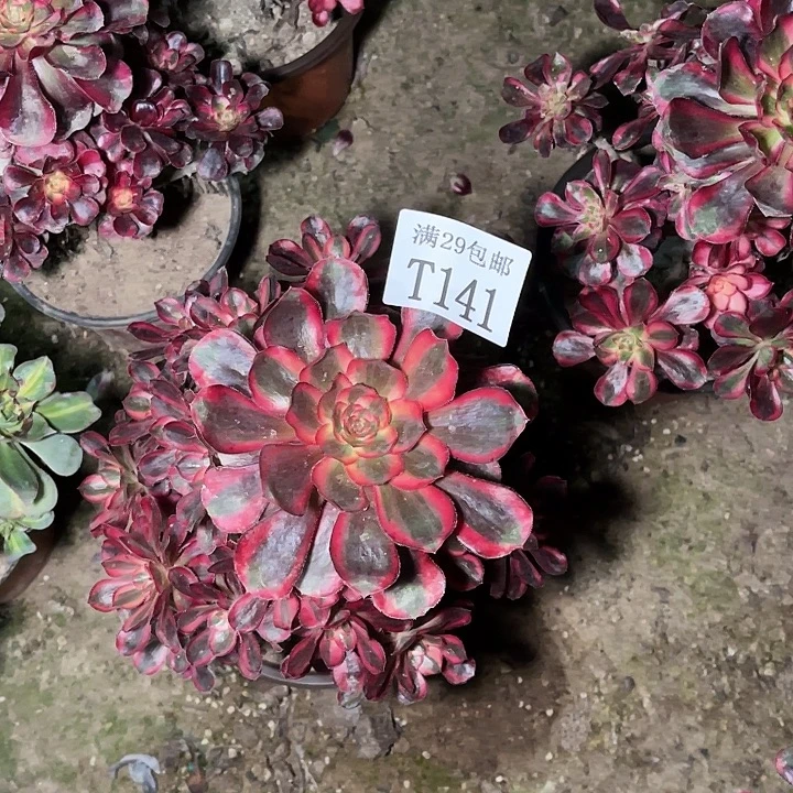 141丽娜多肉植物