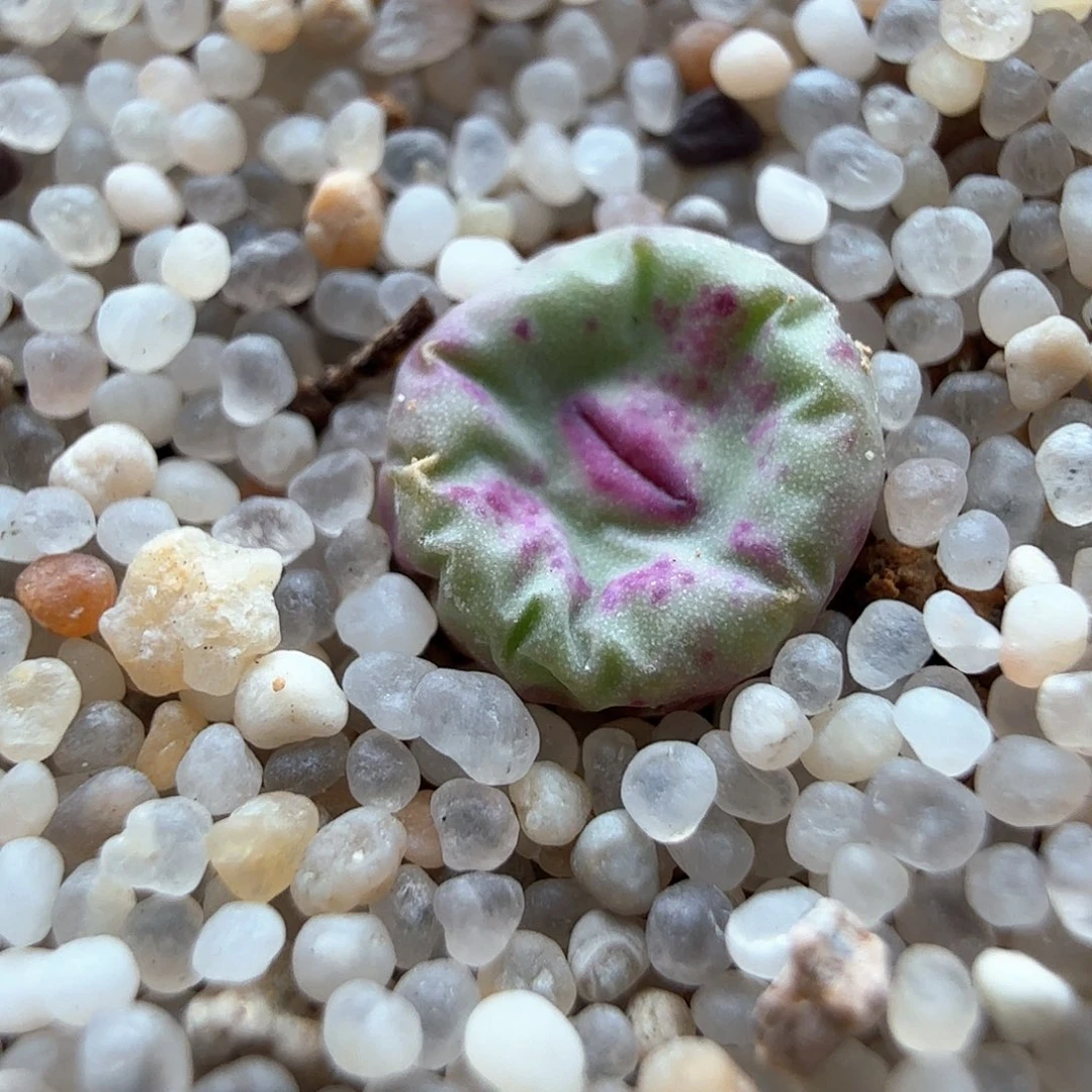 1.17.89/427红嘴/多肉植物