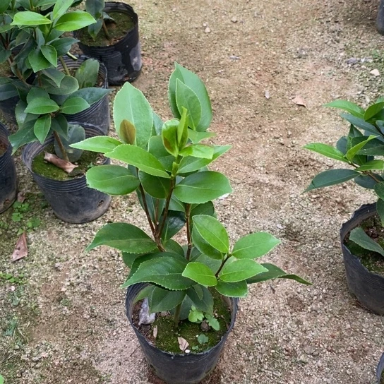 当前无花栽培后可以开花