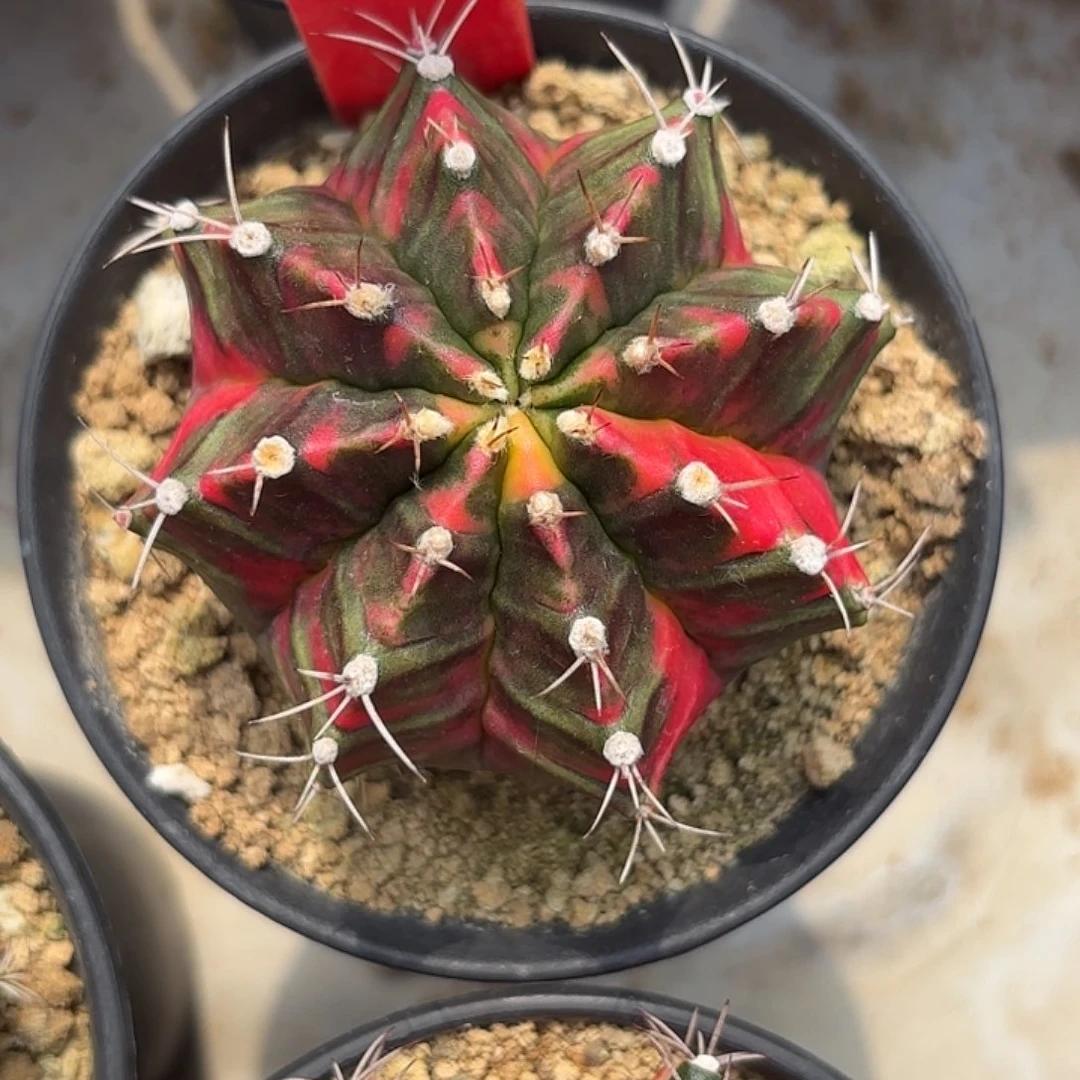 198-1119泰国发货多肉