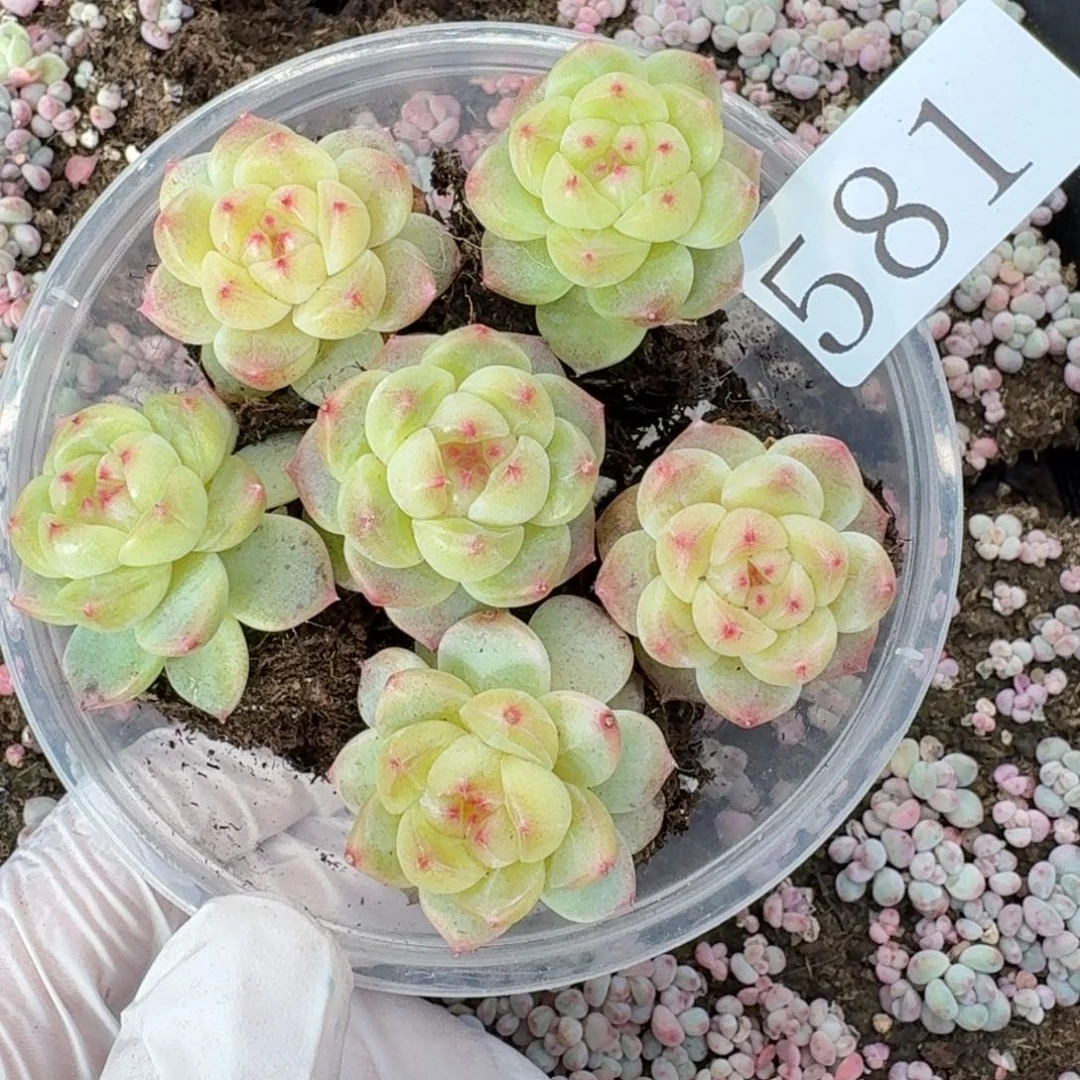 多肉植物多肉植物581