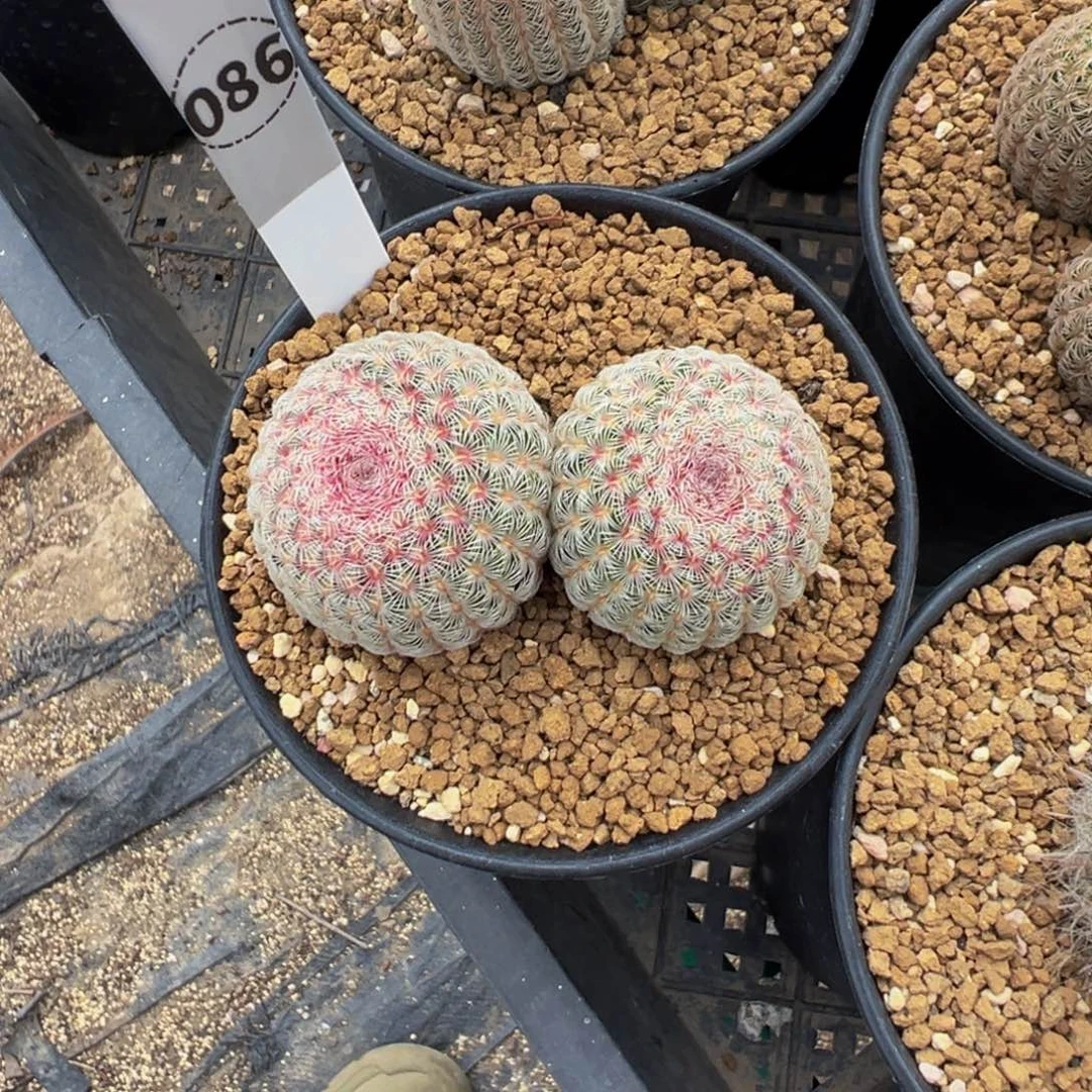 昭****086实生根红太阳自然双头多肉植物带盆土