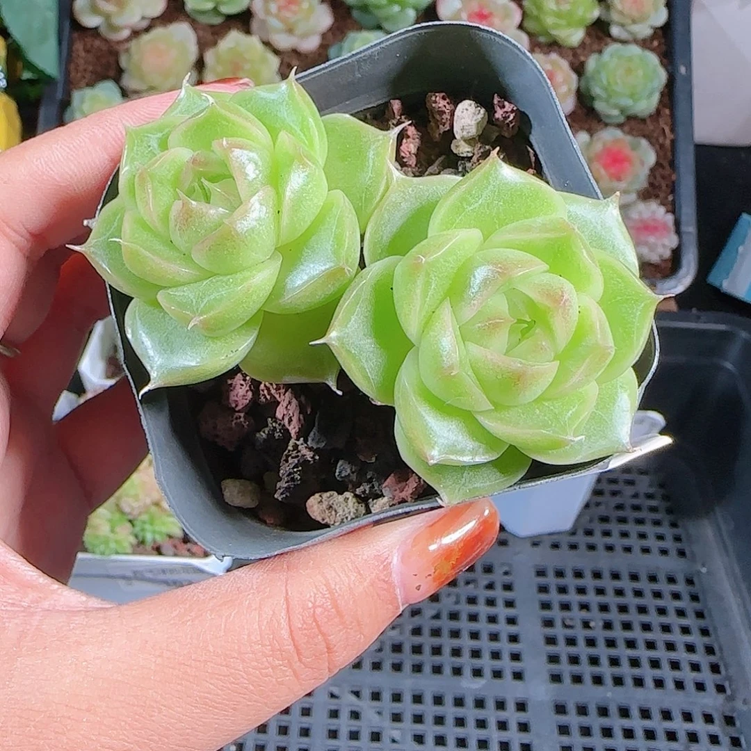 1010–-103麦秆优选不包整