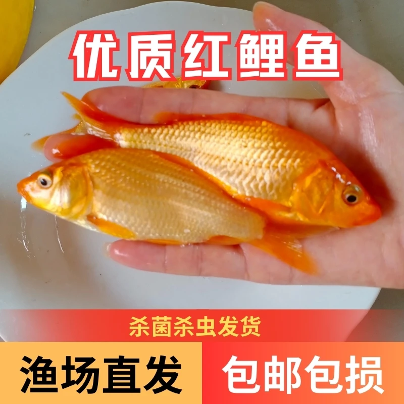 【活体】优质红鲤鱼兴国红鲤鱼观赏鱼淡水鱼大型渔场直发