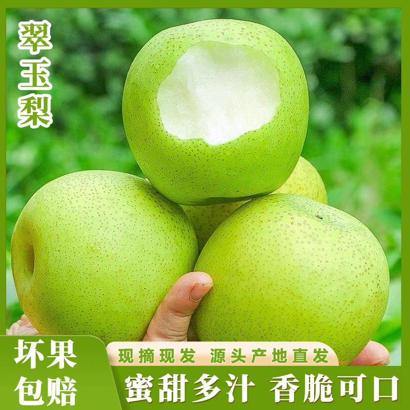 【湖北直发】现摘现发翠玉梨5斤装！果型圆润 汁水充沛 核小肉厚