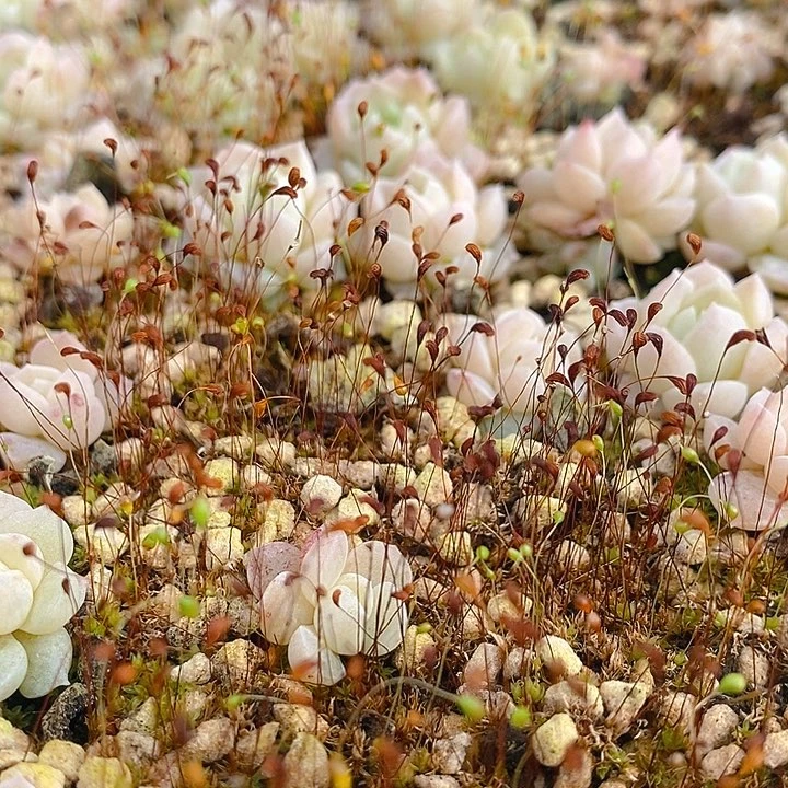 233 多肉植物盆栽花卉盆栽