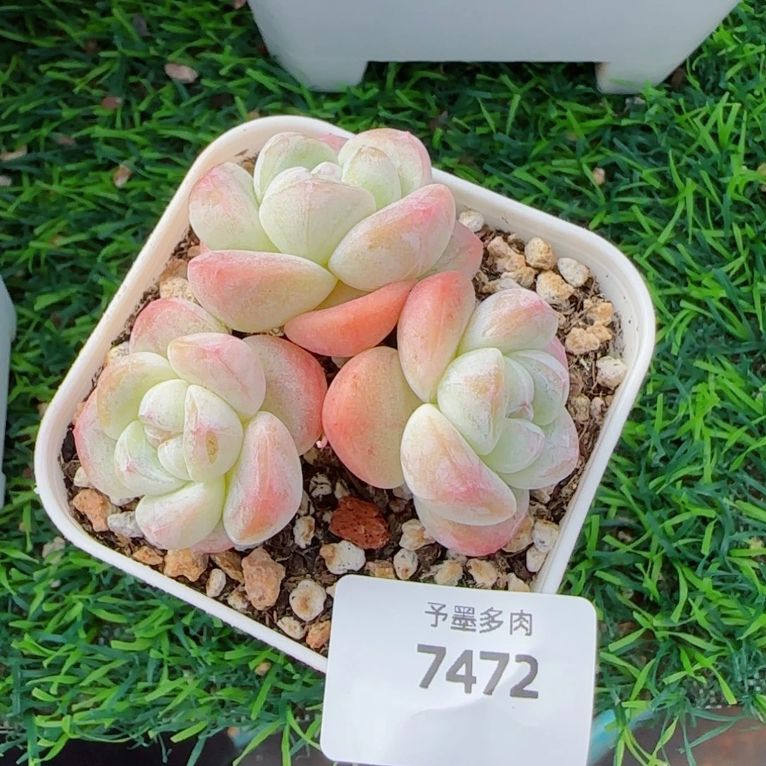白底奶油冰玉无砍，7472多肉植物
