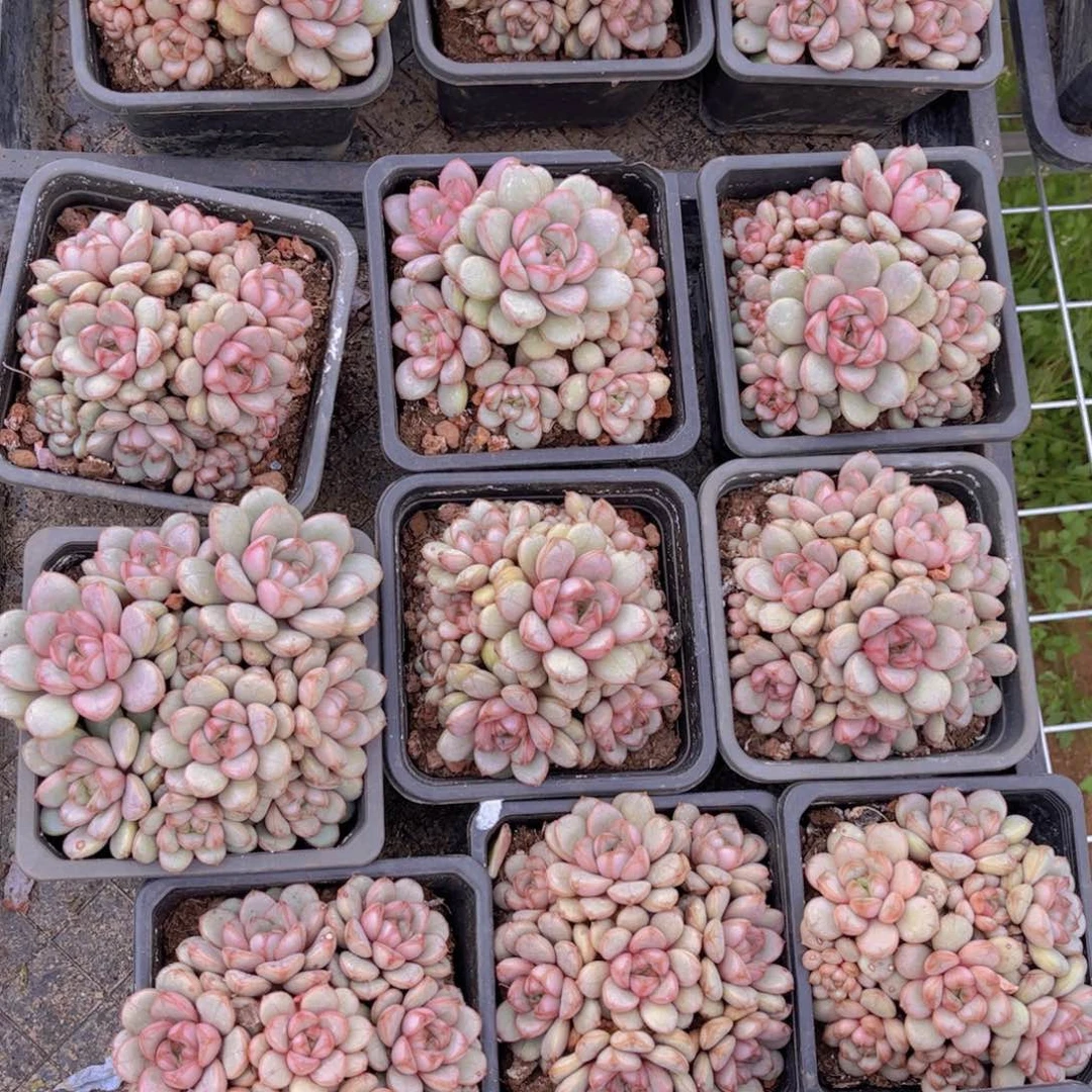 葡萄一颗带盆发量拍