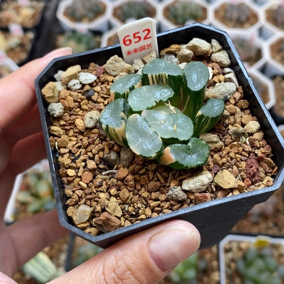 652透镜万象锦一物一拍