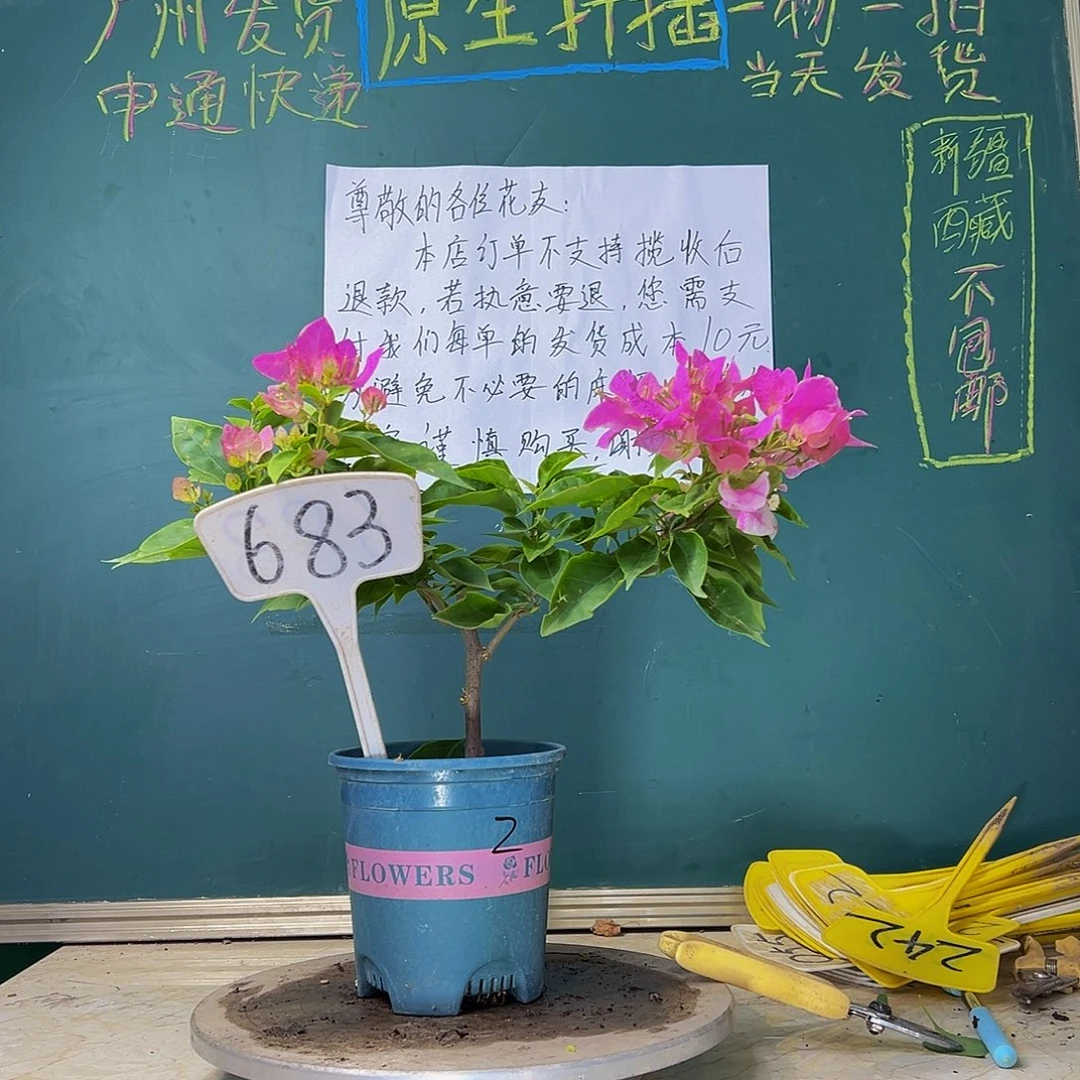 当前无花栽培后可以开花  漳红樱 683