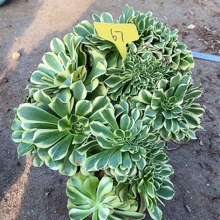 67 一颗迈巴赫法师zhuihua