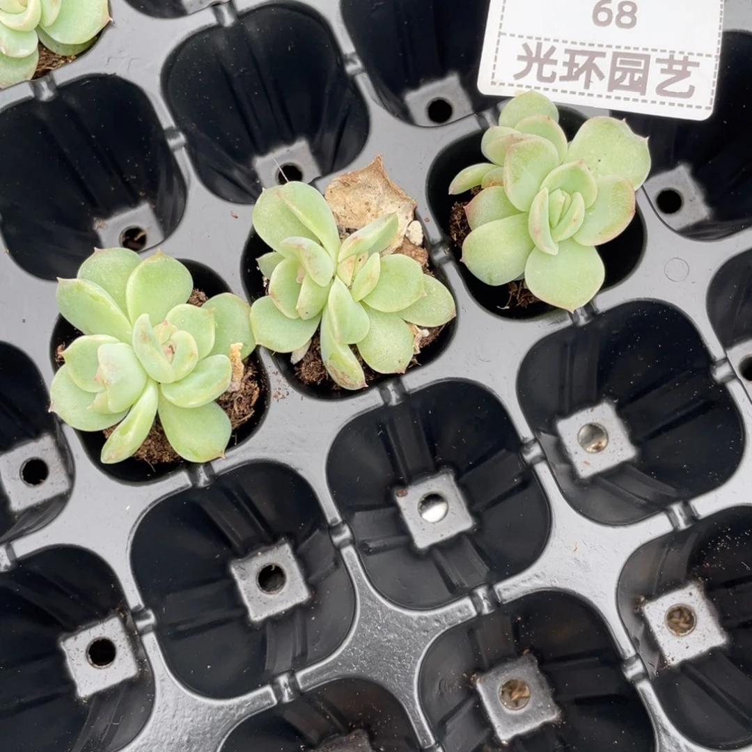 68号可育白吉苗三个包邮