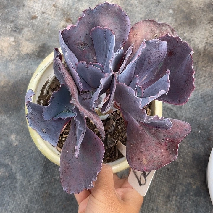 两单包邮1一物一拍699天空之城