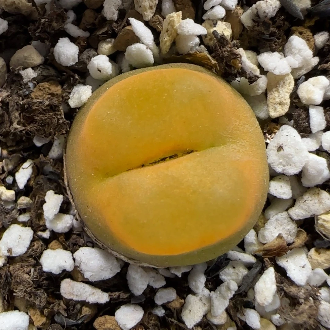 9.29。 蟠桃祖宗。   2021