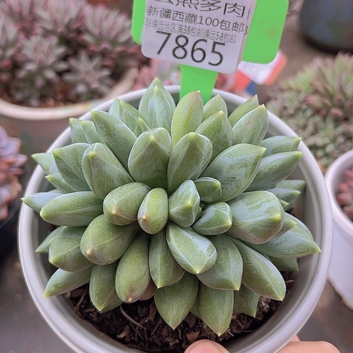 7865重楼美人。